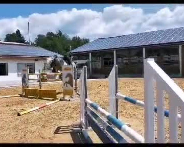 Video of Cooper Blue 2
