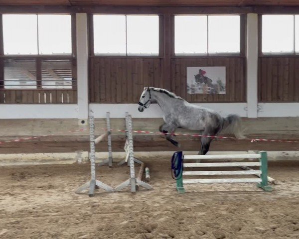 Video of Cooper Blue 2