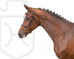 stallion Kantato (Holsteiner, 2021, from Keaton HV)