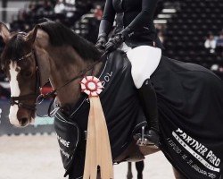 jumper Penny (German Sport Horse, 2014, from Cassico)