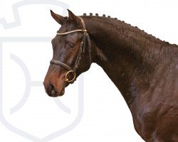 stallion Cascolero (Holsteiner, 2021, from Casall Ask)
