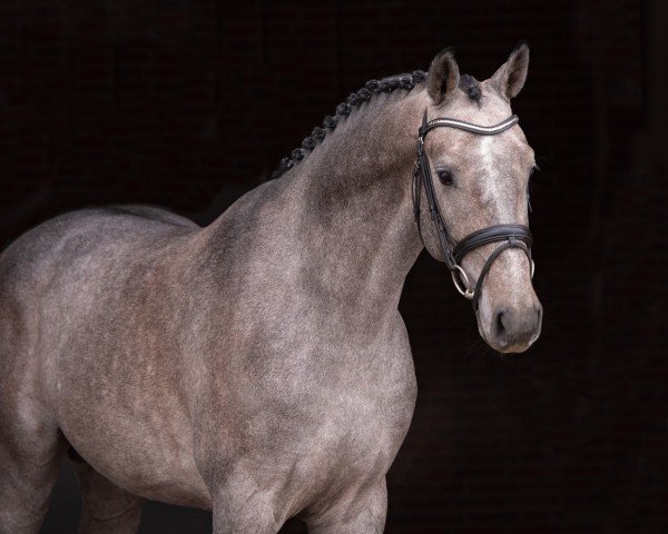 stallion Crinch (Holsteiner, 2021, from Clarimo Ask)