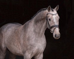 stallion Crinch (Holsteiner, 2021, from Clarimo Ask)