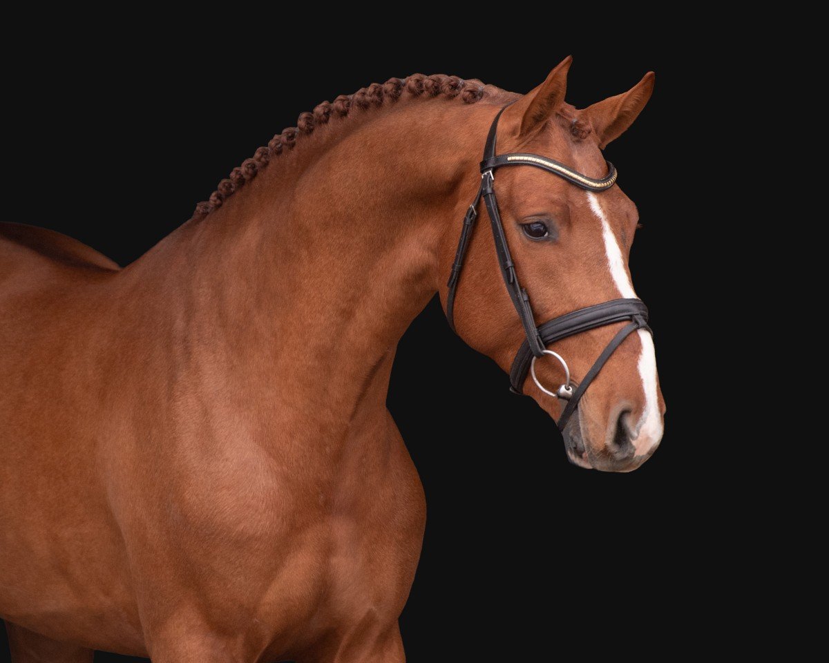 stallion Karlo de Kalvarie (Zangersheide riding horse, 2021, from Kassander van het Roosakker)