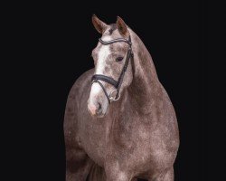 stallion United Pleasure (Holsteiner, 2021, from UNITED WAY)