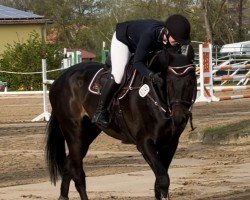 jumper Susanne 56 (German Sport Horse, 2018, from Quitoll)