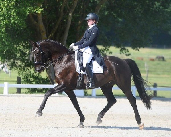 dressage horse Skywalker's Orden (Oldenburg, 2011, from Sarkozy 3)