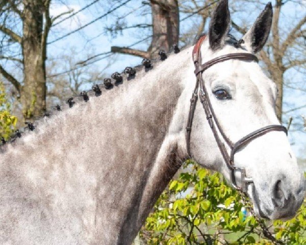 broodmare Daria van het Exelhof Z (Zangersheide riding horse, 2012, from Darco)