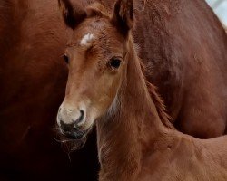broodmare Bonjour ma Belle (Oldenburg, 2024, from Bon Esprit)