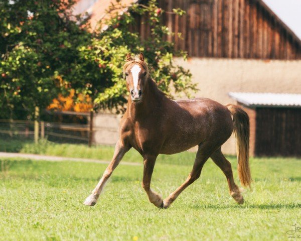 dressage horse Unica Lady Ellie-May (Welsh-Cob (Sek. C), 2011, from Akazienhof Jumping Jack Flash)