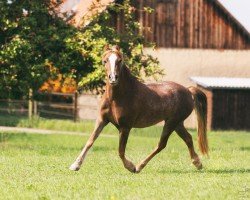 dressage horse Unica Lady Ellie-May (Welsh-Cob (Sek. C), 2011, from Akazienhof Jumping Jack Flash)