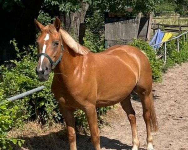 horse Amske (Dutch Pony, 2016)