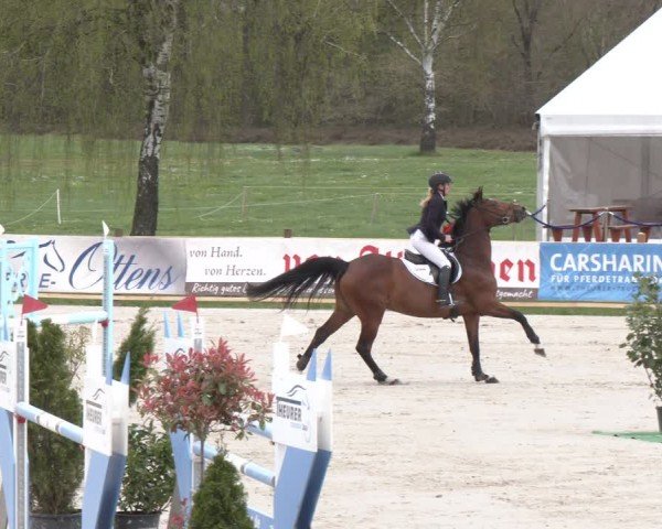 Reitturnier Westergellersen 2024
