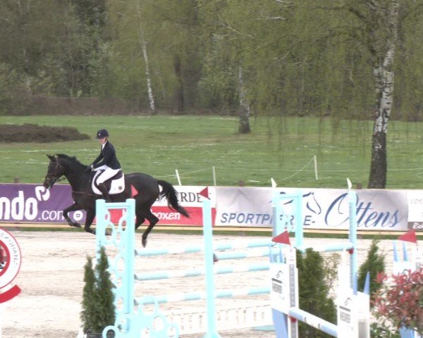 Reitturnier Westergellersen 2024