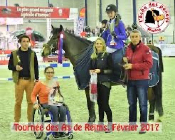 Springpferd Ugo du Cyan (Französisches Pony, 2008, von Iowa)