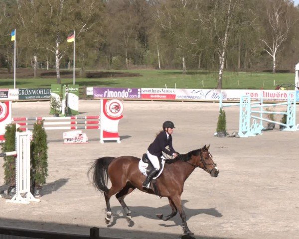 Reitturnier Westergellersen 2024