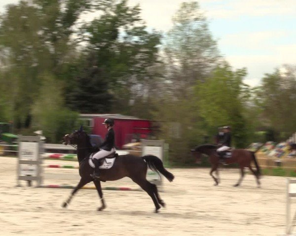 Reitturnier Pietzpuhl 2024