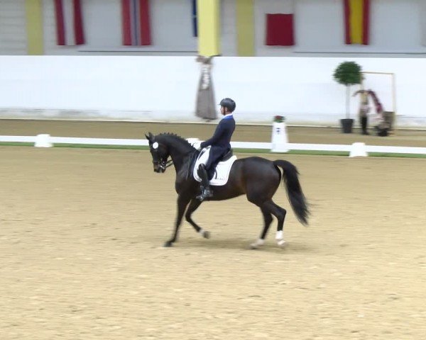 FEI Dressurturnier Stadl Paura 2024