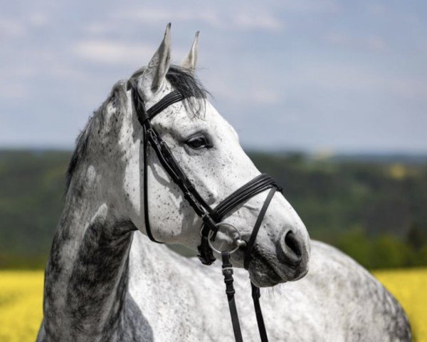 jumper Rubina 461 (German Sport Horse, 2014, from Ciacomini)