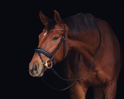 dressage horse Fönix (Hanoverian, 2017, from Fidertanz)