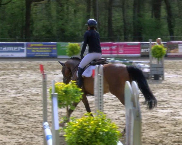 Reitturnier Rhede 2024