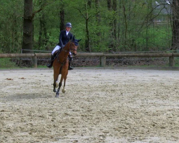 Reitturnier Rhede 2024