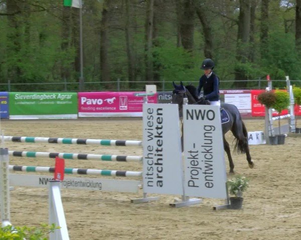 Reitturnier Rhede 2024