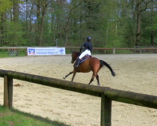 Reitturnier Rhede 2024