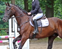 Springpferd Danger 74 (Hannoveraner, 2016, von Dante Weltino Old)