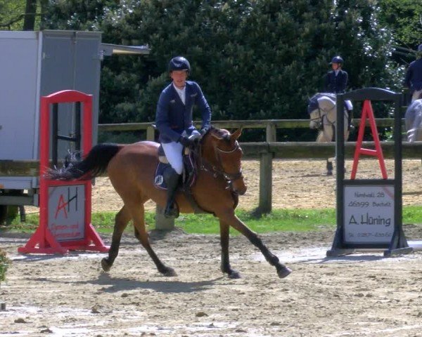 Reitturnier Rhede 2024
