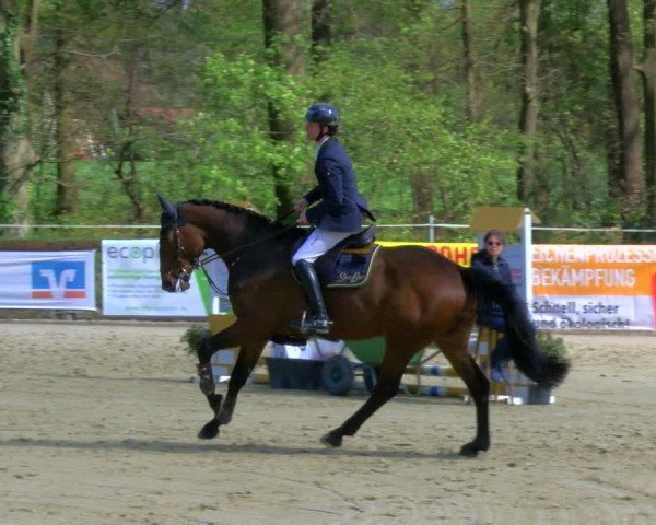 Reitturnier Rhede 2024