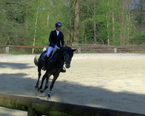 Reitturnier Rhede 2024