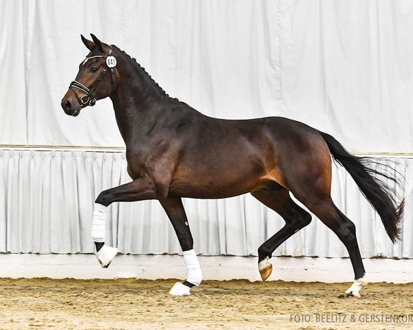 horse D'Angelotti (Oldenburg, 2021, from Dynamic Dream)