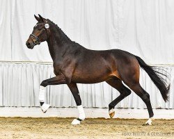 horse D'Angelotti (Oldenburg, 2021, from Dynamic Dream)