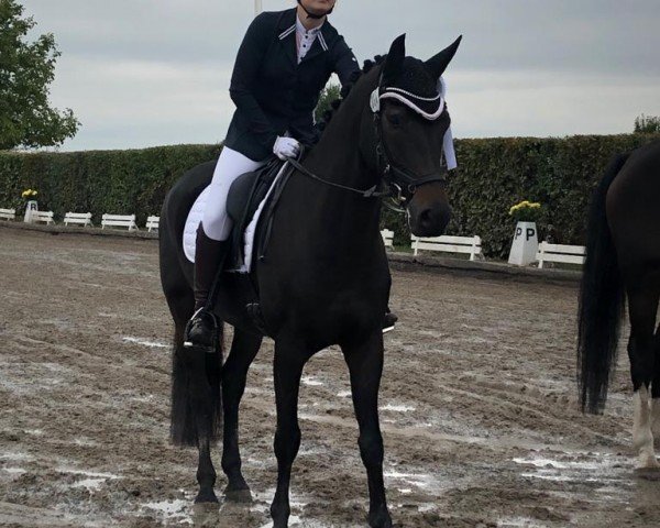 dressage horse Diamond Whisper (Rhinelander, 2014, from Diar Noir)