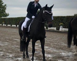 dressage horse Diamond Whisper (Rhinelander, 2014, from Diar Noir)