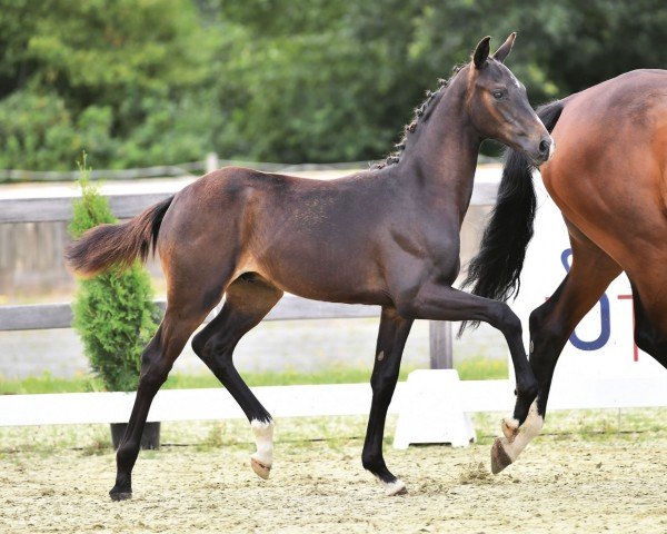 horse Dynahawk (Oldenburg, 2023, from Dynamic Dream)