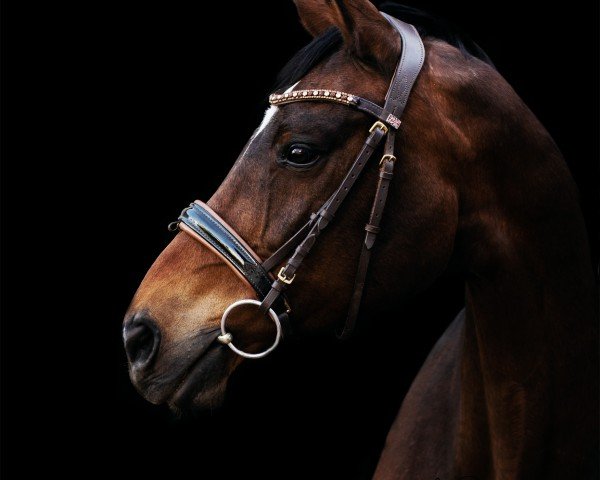 Springpferd Weinfein (Zweibrücker, 2004, von Wolkenstürmer)