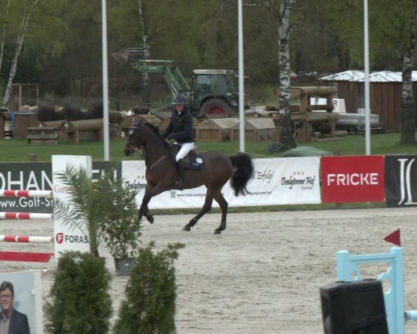 Reitturnier Westergellersen 2024
