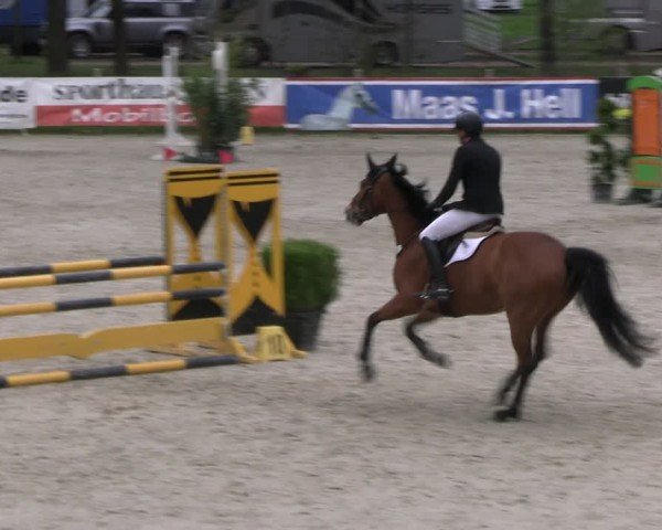 Reitturnier Westergellersen 2024