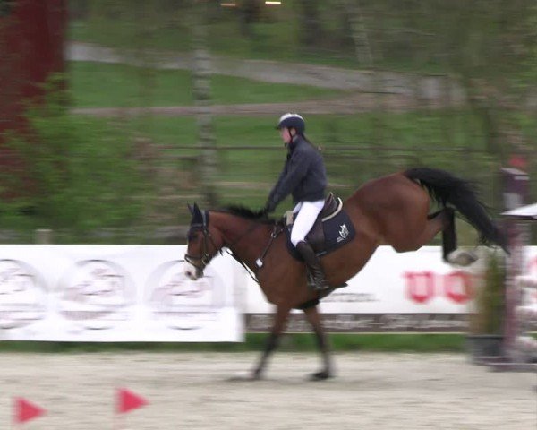 Reitturnier Westergellersen 2024