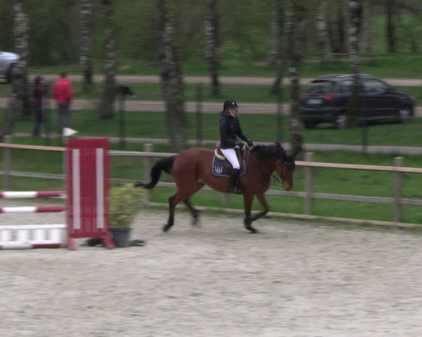 Reitturnier Westergellersen 2024