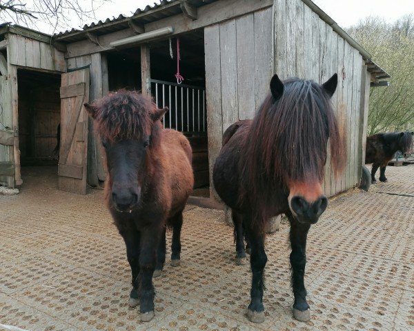 Pferd Ghania vom Schollbruch (Dt.Part-bred Shetland Pony, 2023, von Kobold vom Allerhop)