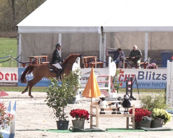 Reitturnier Westergellersen 2024