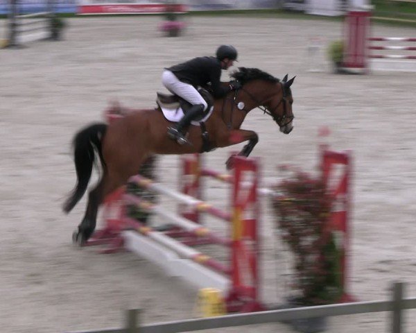 Reitturnier Westergellersen 2024