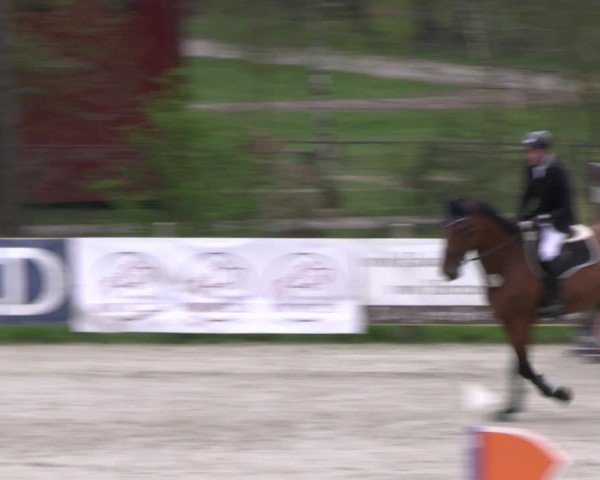 Reitturnier Westergellersen 2024