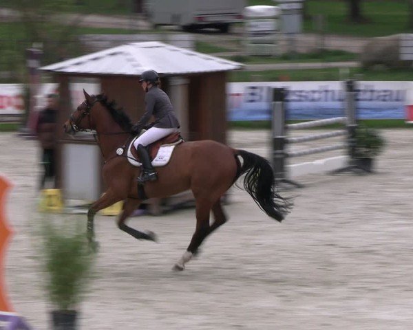 Reitturnier Westergellersen 2024