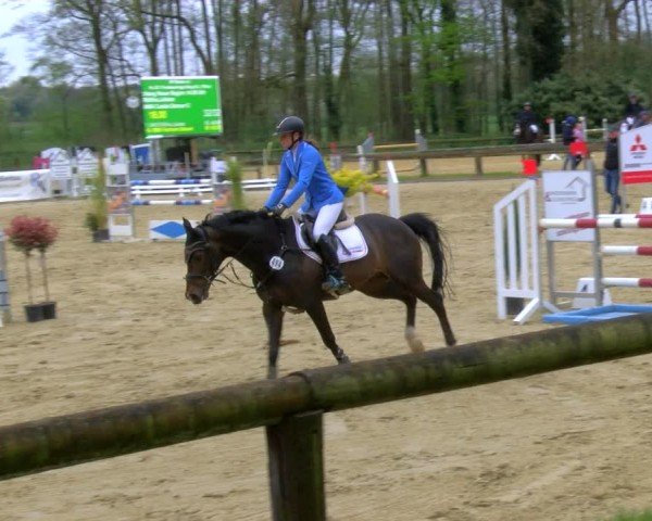 Reitturnier Rhede 2024