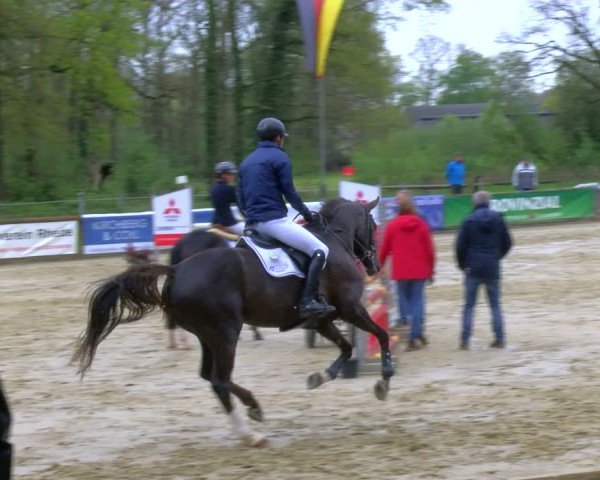 Reitturnier Rhede 2024