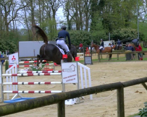 Reitturnier Rhede 2024
